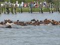 Chincoteague Pony Swim July 2007 054